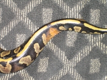 tail of striped yllow belly